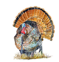 Wild Turkey Tom Bird Fowl Game Hunting Auto Camp Window Decal Sticker Art Gift - £5.53 GBP+
