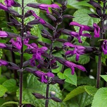 50 Deep Purple Salvia Seeds Flower Seed Perennial Flowers Butterfly - £12.25 GBP