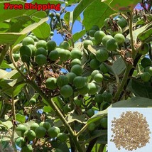 Pea Eggplant Brush Eggplant Turkey Berry Thai Pea Eggplant Bulk Seeds - $9.40