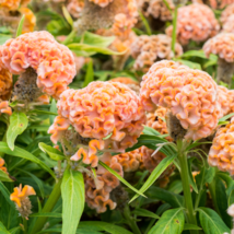 Cockscomb Flowers Dark Orange Color - 300 Seeds - £8.18 GBP