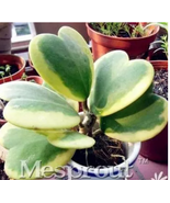Flower Bonsai Hoya Kerrii Bonsai (December Orchid) seeds - $11.62