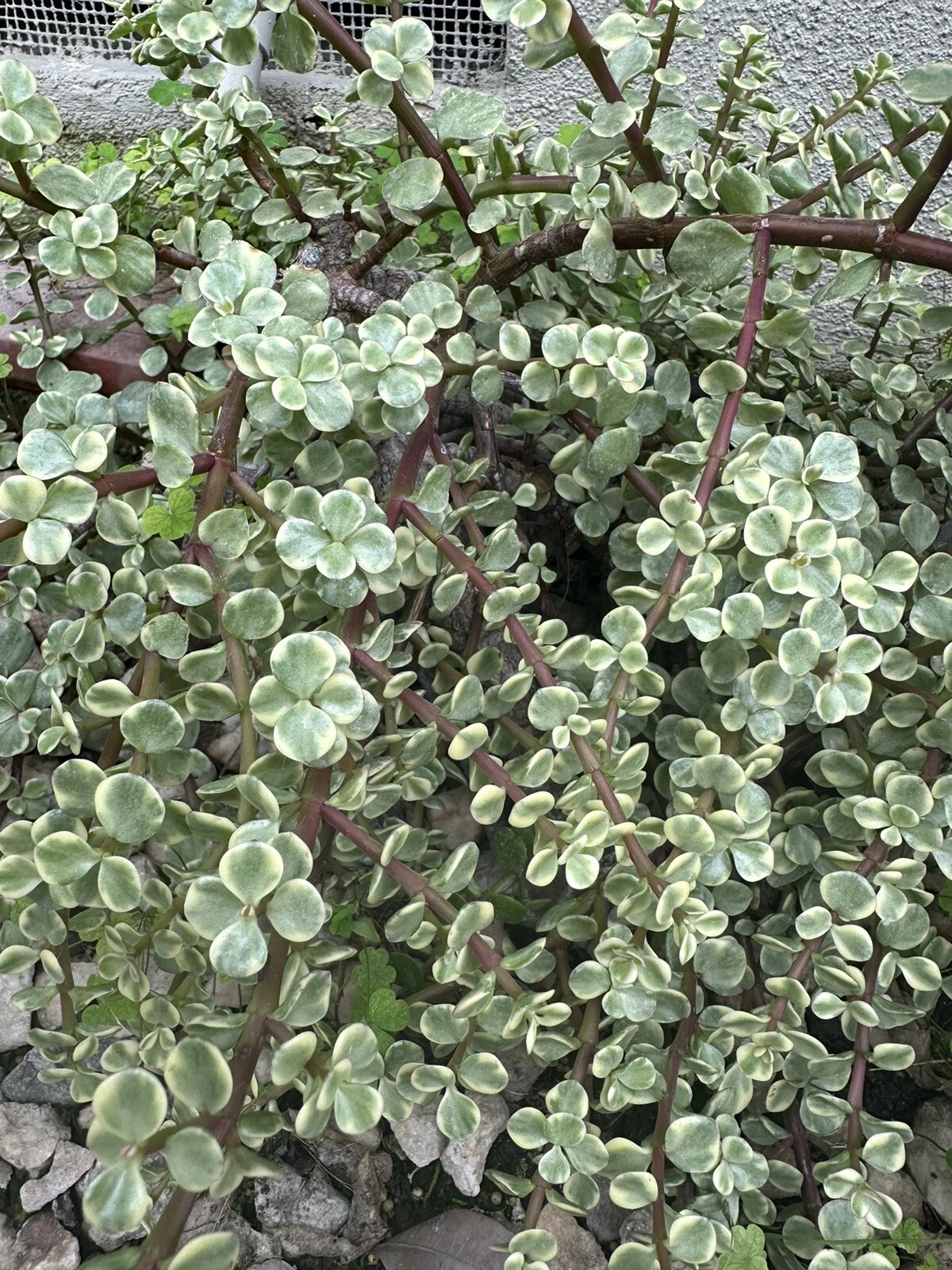 Succulent Plant Rainbow Elephant Bush. Light Color. 3 Cuttings approx. 4... - $15.39