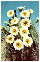 Saguaro Blossoms State Flower Of Arizona Cactus Postcard - $6.88