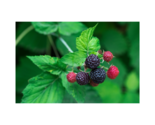 1 Tahi Black Raspberry Plant -BUY 4 GET 1 Free-Non GMO-Free Shipping - $18.95