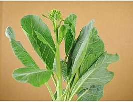 Yod Fah Chinese Kale Seeds Succulent Stems Are Extra Thick And Crisp 25 Fresh - £8.45 GBP