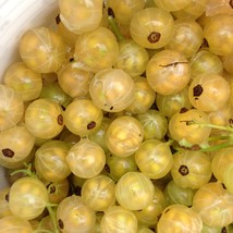 50 Champagne White Currant Seeds Garden Fast Shipping - £18.95 GBP