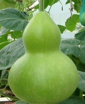 Birdhouse Gourd Seeds 5 Ct+ Garden Heirloom NON-GMO Usa Seller Free Shipping - £1.43 GBP+