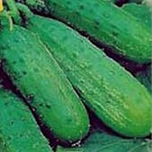 Sumter Cucumbers Seeds Gardening Easy Grow Usa Shipping - $5.60