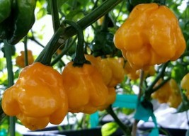 10 Moa Yellow Scotch Bonnet Seeds Spicy Atomic Hot Fresh Garden USA SELLER - $16.75