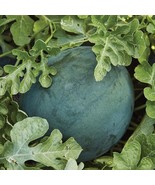 KKG Sugar Baby Watermelon Seeds Icebox Watermelon Compact Fresh Garden - $145.62 MXN