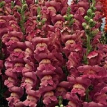 USA Seller 30 Antirrhinum Opus Lavender Snapdragon Fragrant Annual Flower Seeds  - £16.61 GBP