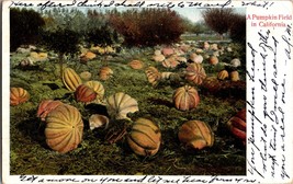 Vtg Postcard, A Pumpkin Field in California, Undivided Back , Postmarked 1906 - £6.64 GBP