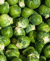 20 Brussel Sprouts Brussels Sprout Seeds Seller Garden USA - £6.31 GBP