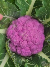 Cauliflower Seeds 25 Cauliflower Depurple Seeds Purple Cauliflower Garden USA Se - £10.05 GBP