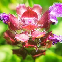 Self Heal Heal All 50 Seeds Apothecary Gift Herbal Remedy Plant Wildflower New F - £9.87 GBP