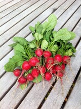 500 Cherry Belle Radish Seeds Non-Gmo Heirloom Radish Garden USA Shipping - £6.14 GBP