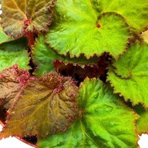 Harmony&#39;s Midnight Magic, 4 inch, Begonia rex Brown Green Spiral Leaves - £14.62 GBP