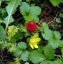 Duchesnea Indicas Strawberry A Semis Evergreen Trailing Cover Perennial 50 Seeds - £13.08 GBP