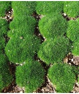 Live Plant - Mood Moss Reptile Moss Terrarium Bonsai - Organic -1 Quart bag - €17,37 EUR