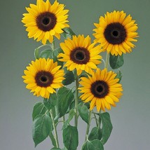 Helianthus Seeds Sunflower Tiffany 25 Seeds Flower Seeds Fresh Garden - $13.83