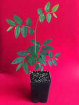 Katuk Variegated Sauropus Androgynus Star Gooseberry Sweet Leaf Bush Plant 4-10&quot; - £17.42 GBP