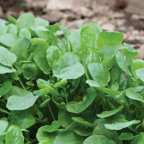 Upland Cress 2000 Early Cress Cr Greens Fresh Seeds for Planting - £14.18 GBP