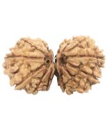 Rare 14 Mukhi Gauri Shankar Rudraksha - 36.01 mm - Nepal - IGL Certified - €322,80 EUR