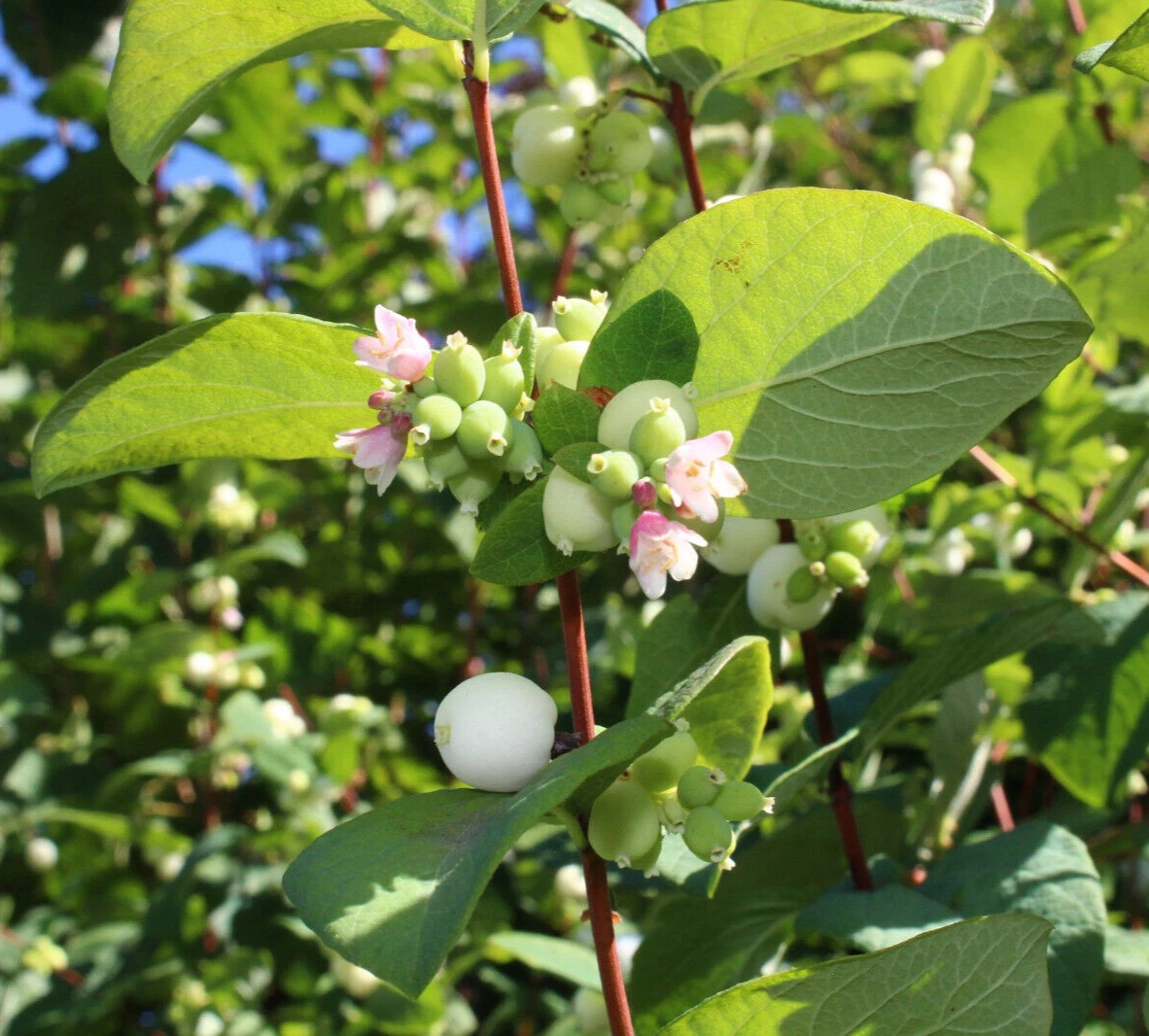 40 Snowberry Seeds, Symphoricarpos albus, Ornamental Berry Honeysuckle S... - $9.90
