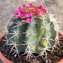 HOT Melocactus salvadorensis variegated exotic cactus collection seed ca... - $14.00