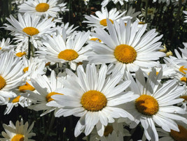 Shasta Daisy 200 Seeds 5&quot; Wide Snow White Flowers With A Yellow Center Fresh Gar - £10.76 GBP