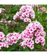 50 White Pink Phlox Seeds Flower Perennial Seed Flowers Fresh Gardening - $12.74 CAD