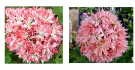 20 Seeds &#39;Thousand-Hand Kwan-yin&#39; Geranium Pink White Flowers Seeds - £15.74 GBP