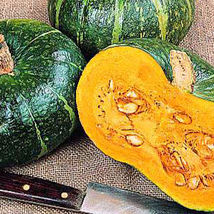 Ship From Us Burgess Buttercup Squash - 8 Oz ~1300 Seeds - Winter -NON-GMO, TM11 - £56.09 GBP