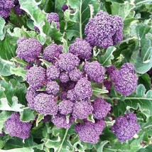 1000 Broccoli Seeds Purple Sprouting Fresh Seeds Fast Shipping - $13.39