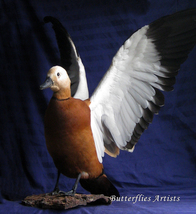Ruddy Shelduck Brahminy Duck Real Bird Taxidermy Mount Stuffed Scientifi... - £613.29 GBP