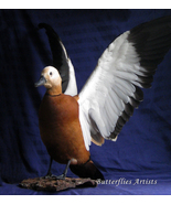 Ruddy Shelduck Brahminy Duck Real Bird Taxidermy Mount Stuffed Scientifi... - £614.70 GBP