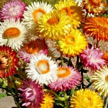 400 Tall Strawflower Mix Seeds Annual Paper Daisy Everlastings Cut Dried Flowers - $10.50