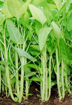 50 Seeds White Stem Water Spinach From USA - £7.59 GBP