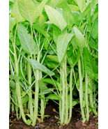 50 Seeds White Stem Water Spinach From USA - $9.70