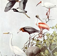 Heron Egret Ibis Crane 1955 Plate Print Birds Of America Nature Art DWEE32 - £23.69 GBP