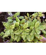 Osmanthus heterophyllus &#39;Goshiki&#39;- Tea Olive/ Variegated Holly Leaf Osma... - €19,49 EUR+