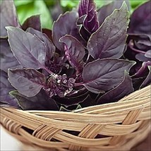 Organic Purple Petra Basil Seeds 500 Mg Fresh - £15.97 GBP