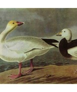 Blue And Snow Goose Bird 1946 Color Art Print John James Audubon Nature ... - $39.99