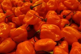 Pepper Habanero Hot 15-20 Organic Seeds Non-Gmo Heirloom Seeds Fresh Garden - $5.18