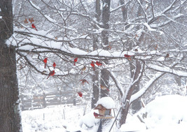 &quot;Cardinal Gathering,&quot; an A. Rose Designs (tm) note card - $6.95+