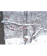 &quot;Cardinal Gathering,&quot; an A. Rose Designs (tm) note card - $6.95+
