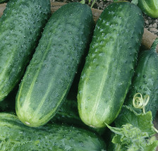 Grow In US Carolina Cucumber Seeds 50+ Vegetables Cooking Culinary Pickling - £6.62 GBP