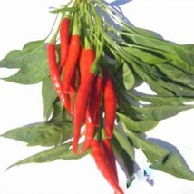 Grow In US 10 Heirloom Thai Prik Mun hot pepper seeds Specialty Spicy - £8.08 GBP
