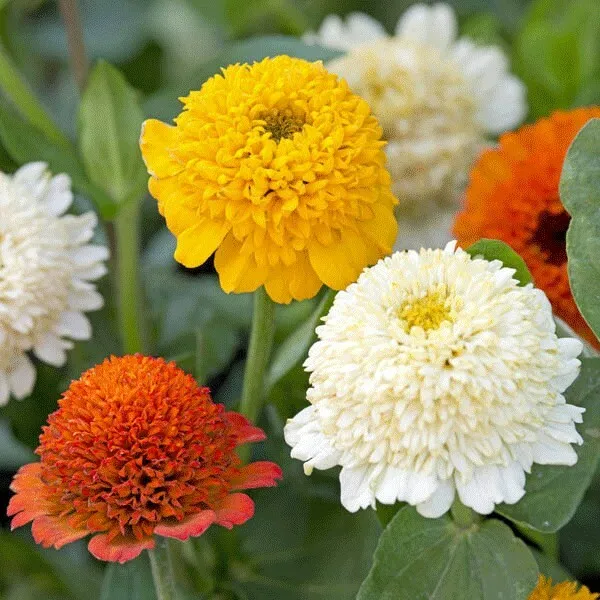Mixed Color Crested Zinnia Flower 50 Seed  - $9.50