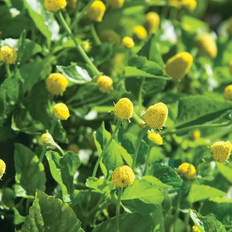 100 Paracress Seeds – Medicinal Herb (Toothache Plant) - $6.00